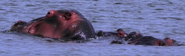 hippo-family.jpg?w=604&h=186