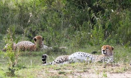 leopards-well-fed.jpg?w=448&h=268
