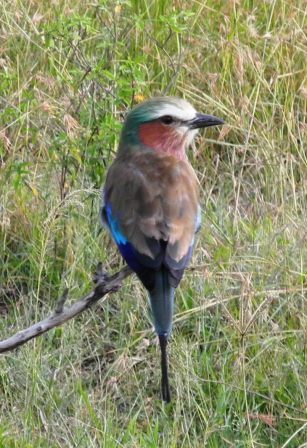 lilac-breated-roller.jpg?w=307&h=448