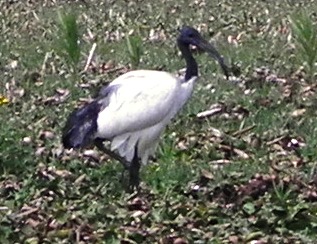 sacred-ibis.jpg?w=317&h=244