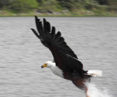 water-eagle-catching-lunch.jpg?w=408&h=336