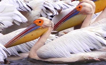 white-pelican-face.jpg?w=448&h=276