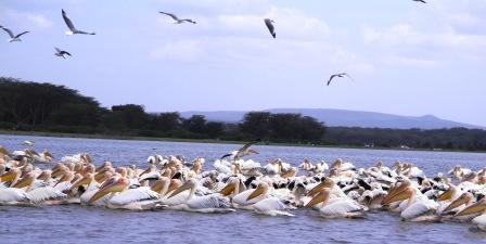 white-pelicans-in-flight.jpg?w=448&h=225