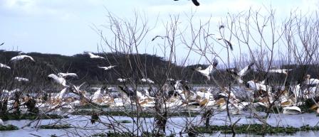 white-pelicans.jpg?w=448&h=193