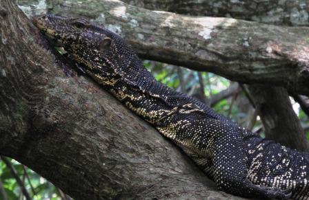 A watermonitor in a tree